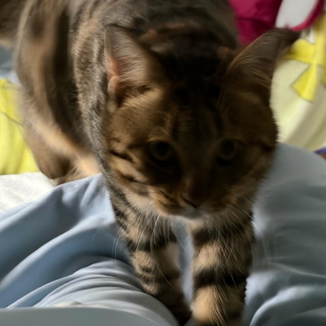 小虎公公猫～