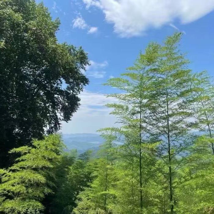 寒灯孤影伴清愁