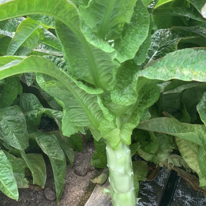 漫伊新鲜蔬菜