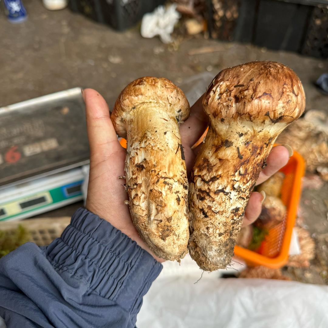 沙溪野生菌代言人