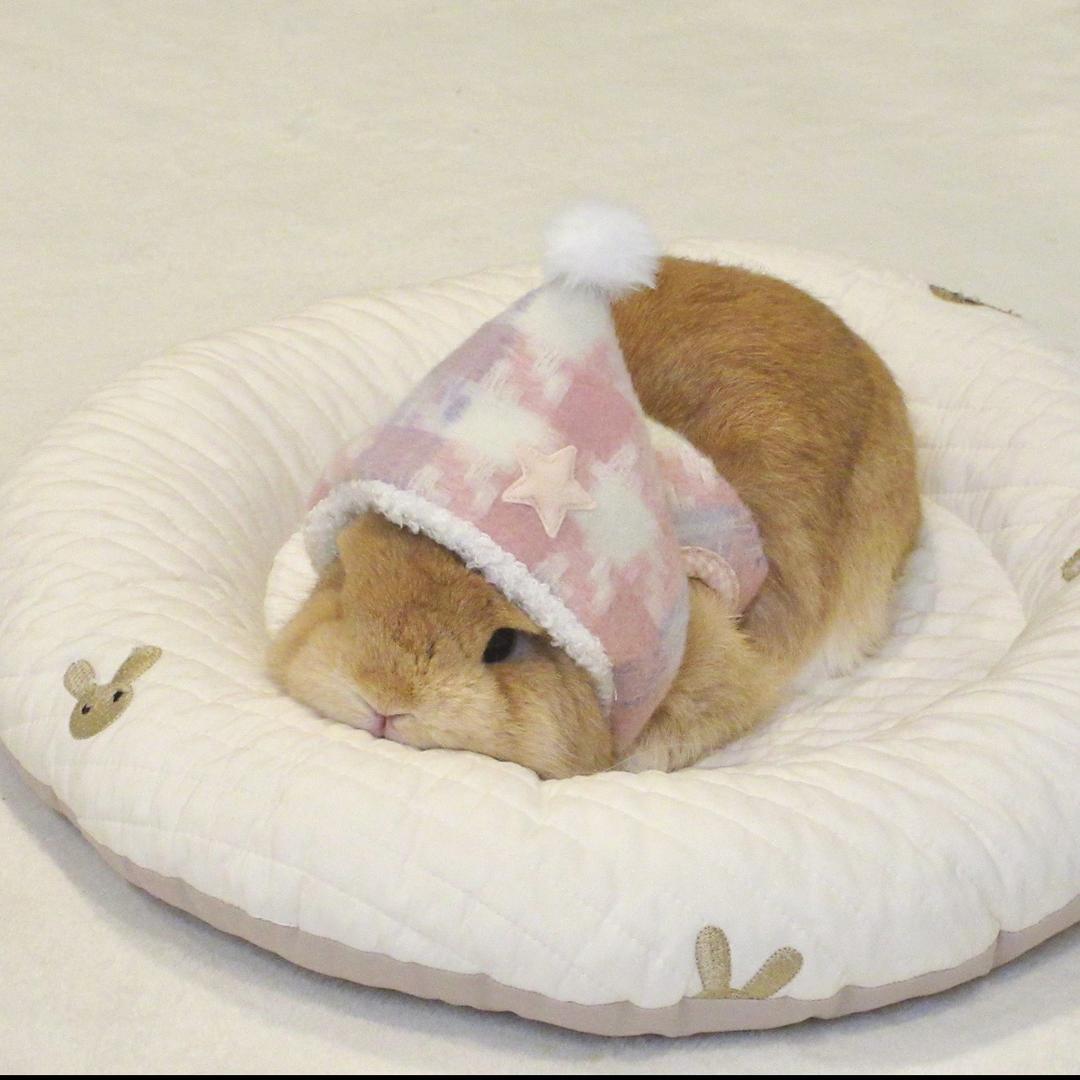 睡觉的时候在睡觉