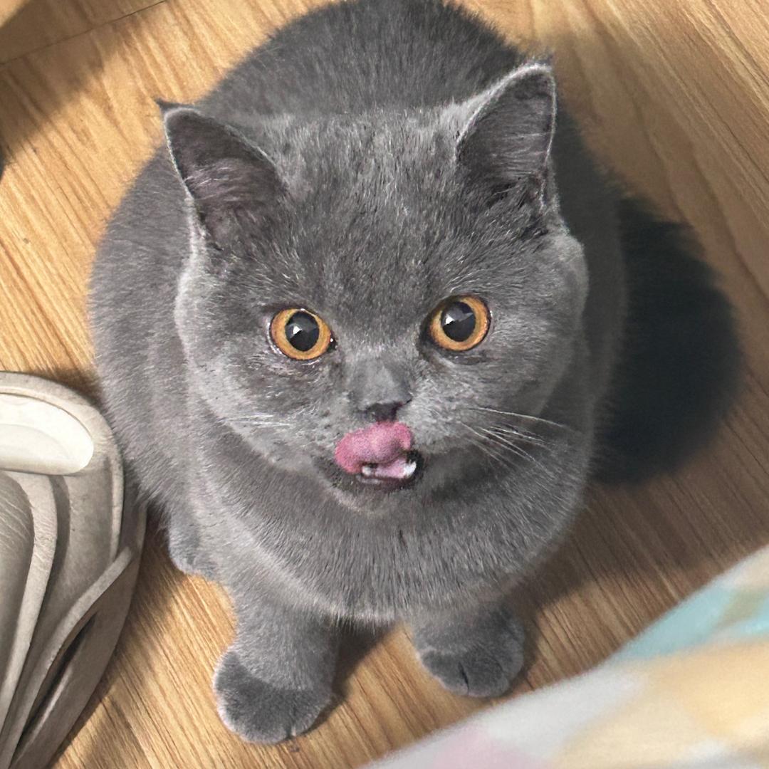 嘟嘟不是鼻涕虫