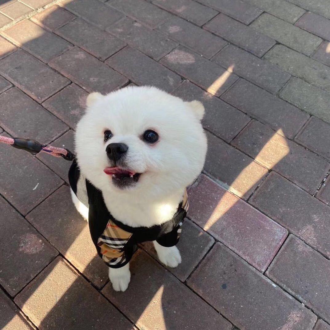 小酷儿