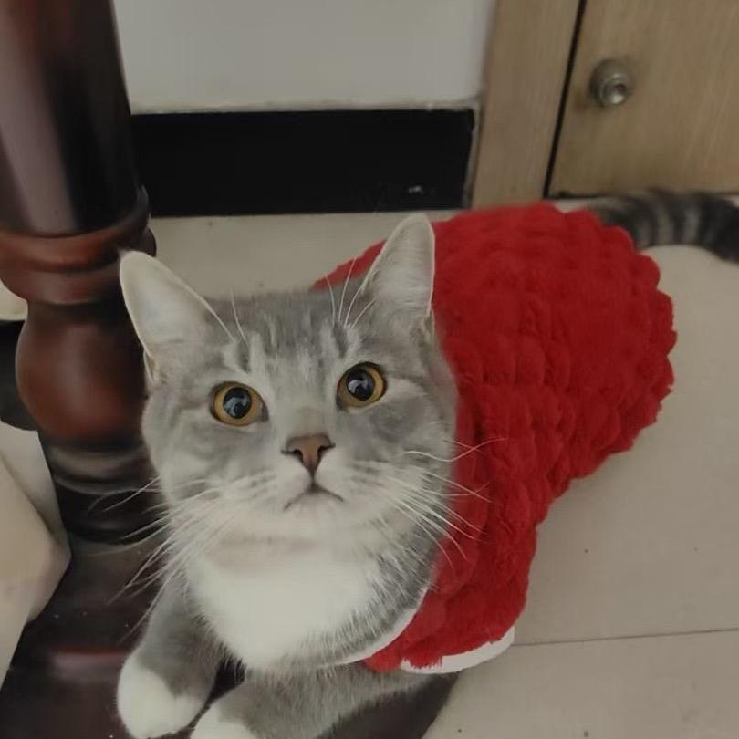 小布丁🐱🐱