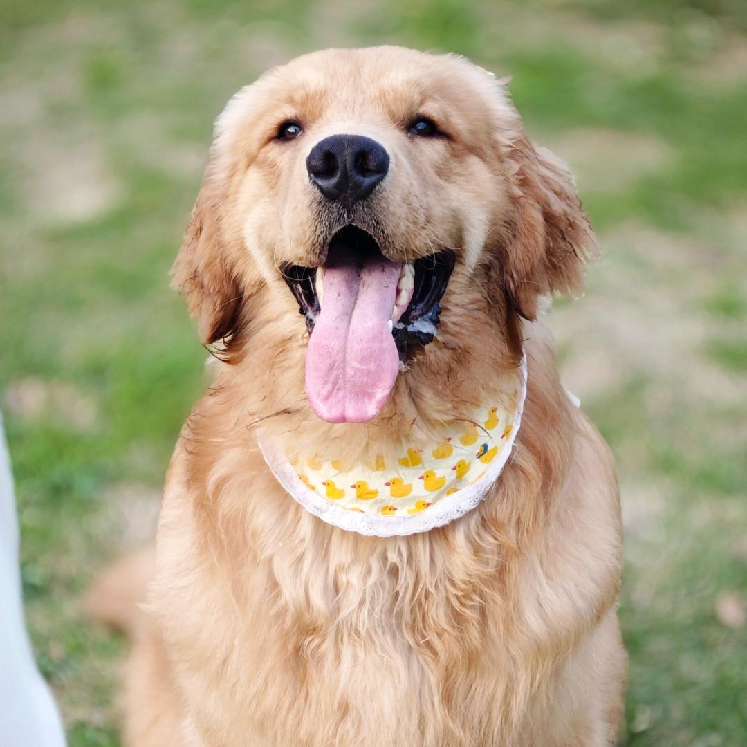 金波波是个大圆头