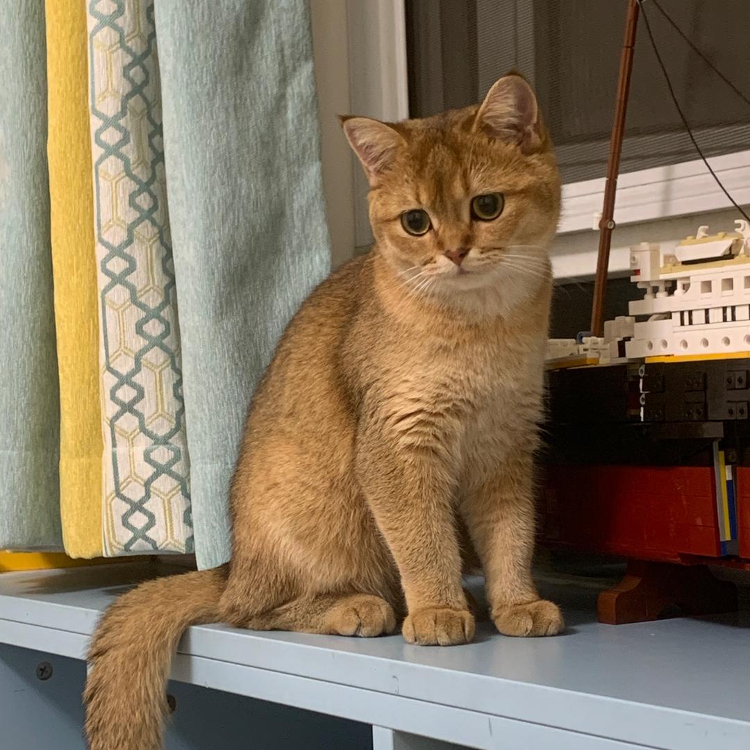 小蛋蛋是只猫