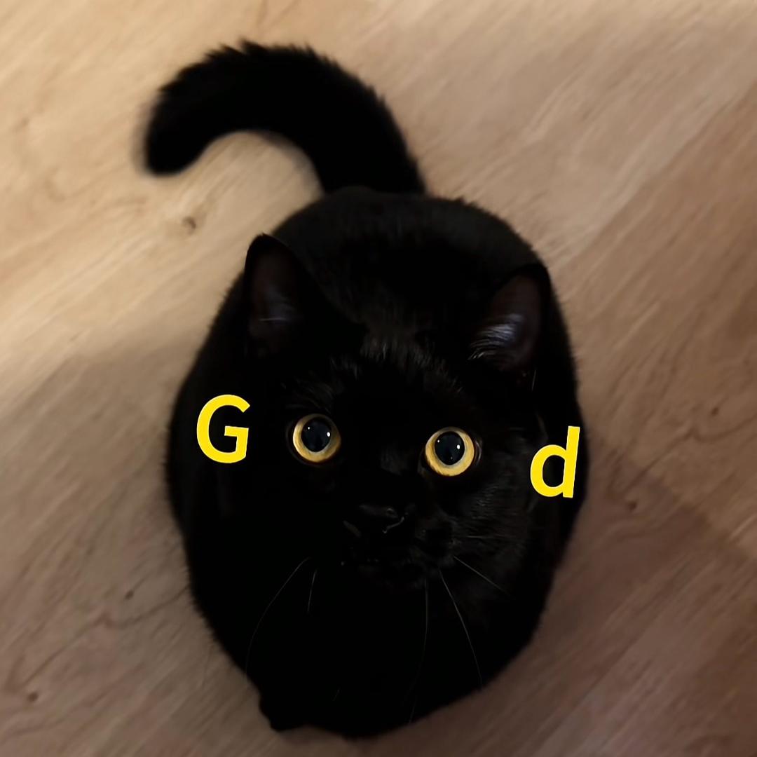 感猫灵