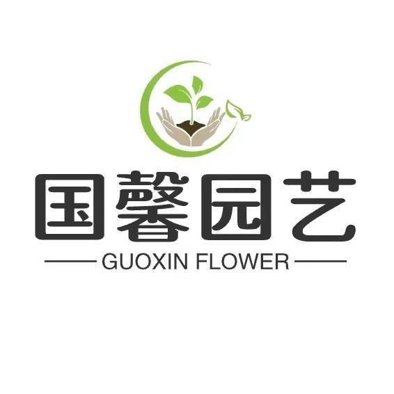 国馨精品蝴蝶兰
