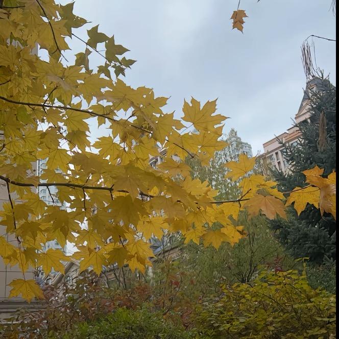 罗密欧与猪刚烈