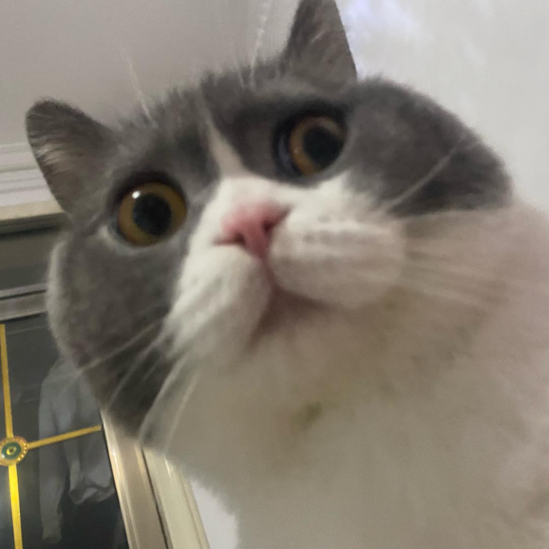 一只小LaLa