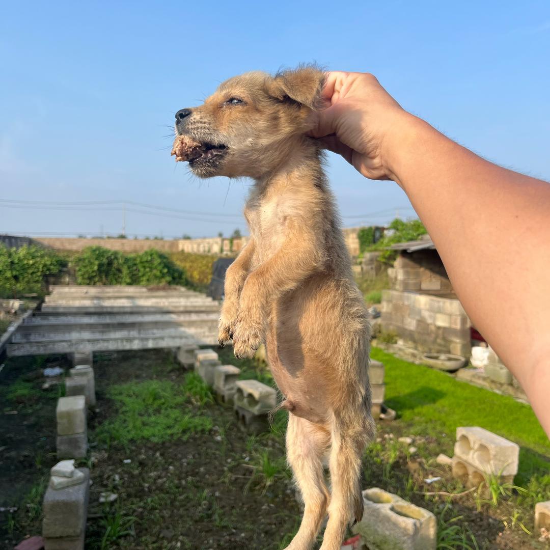 减肥中陈奕迅