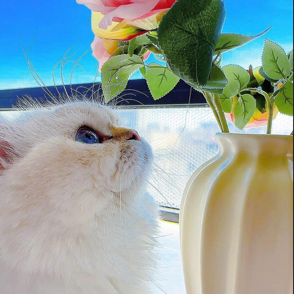 珊珊吖