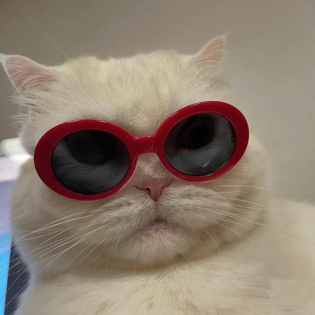 🐈