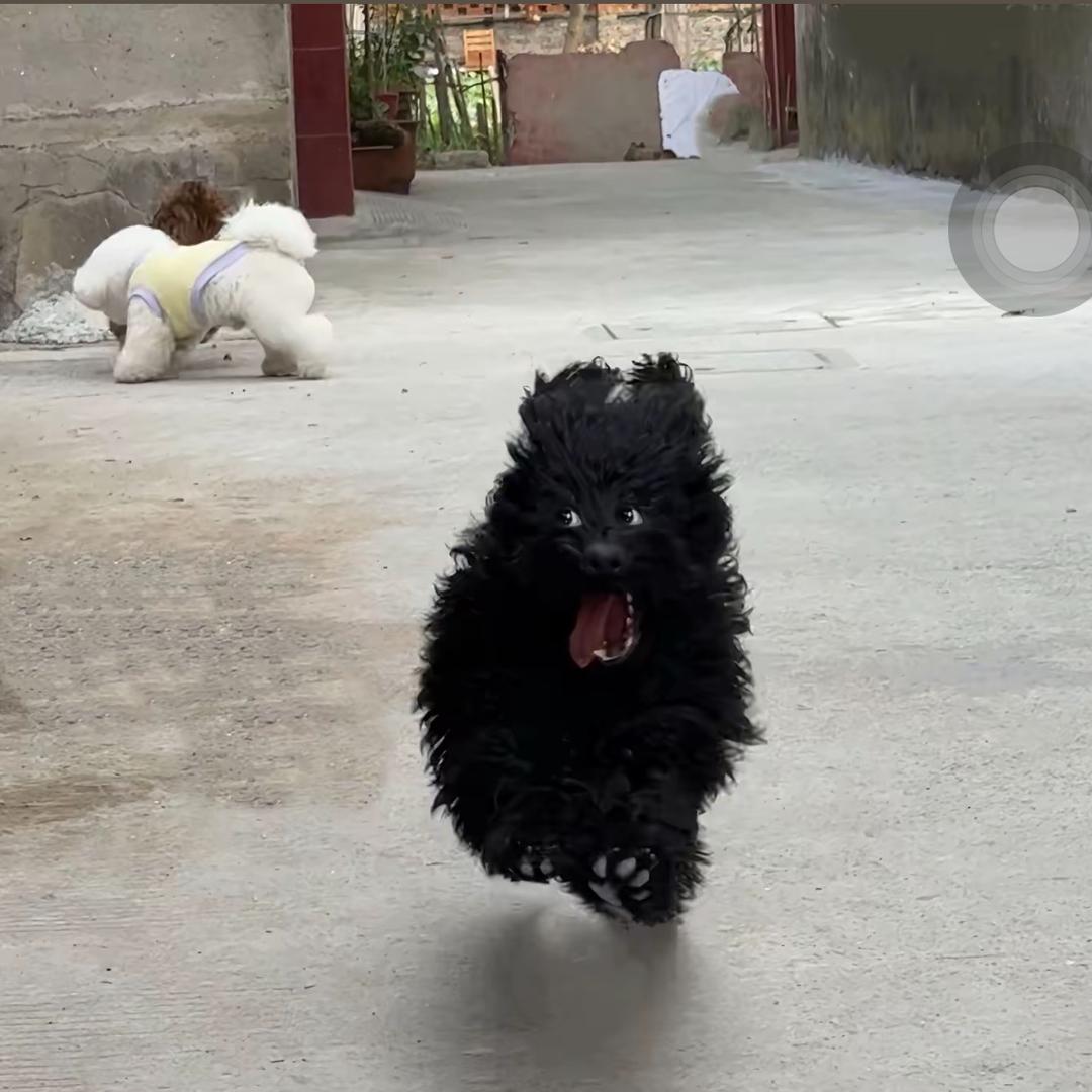 小汉堡^