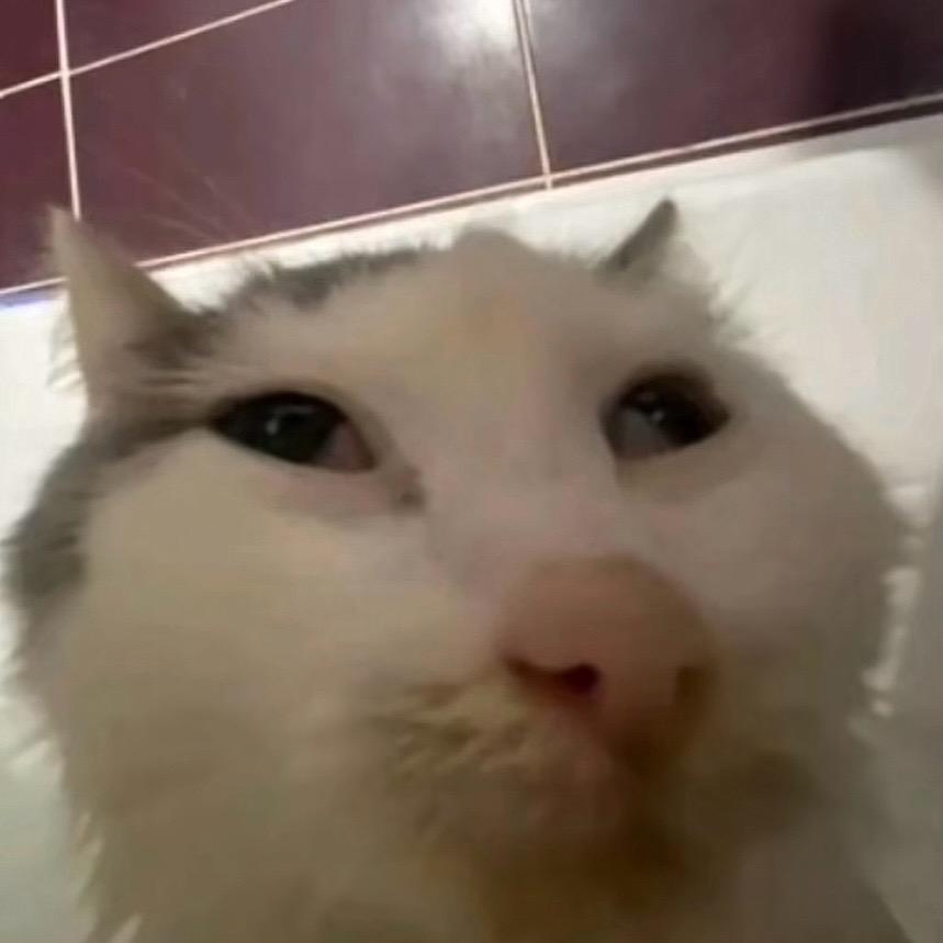 斯猫因