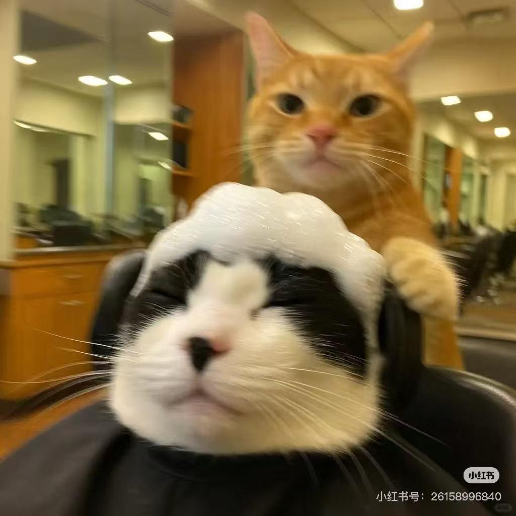 亚热带带鱼