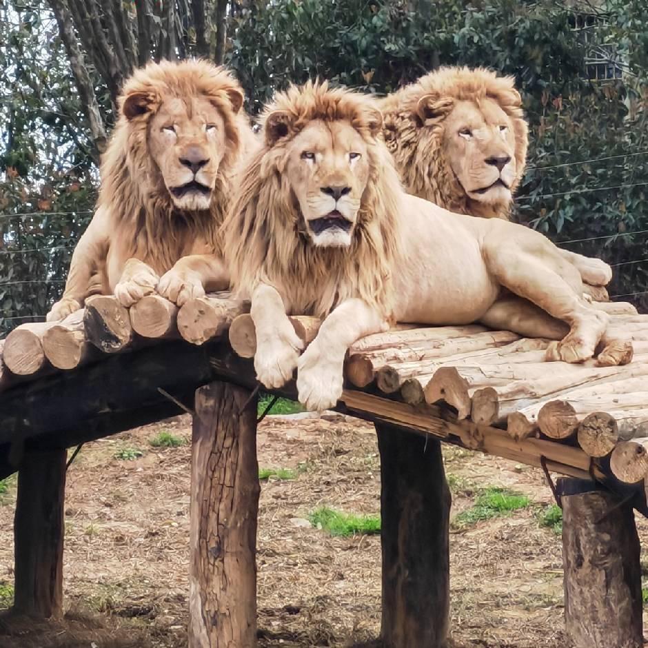 常野百兽CEO🦁