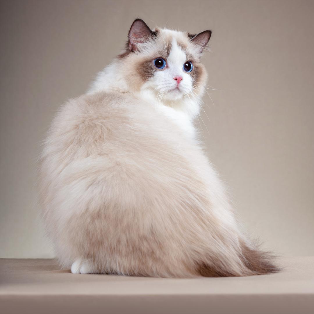 棉花糖布偶猫舍（直播号）