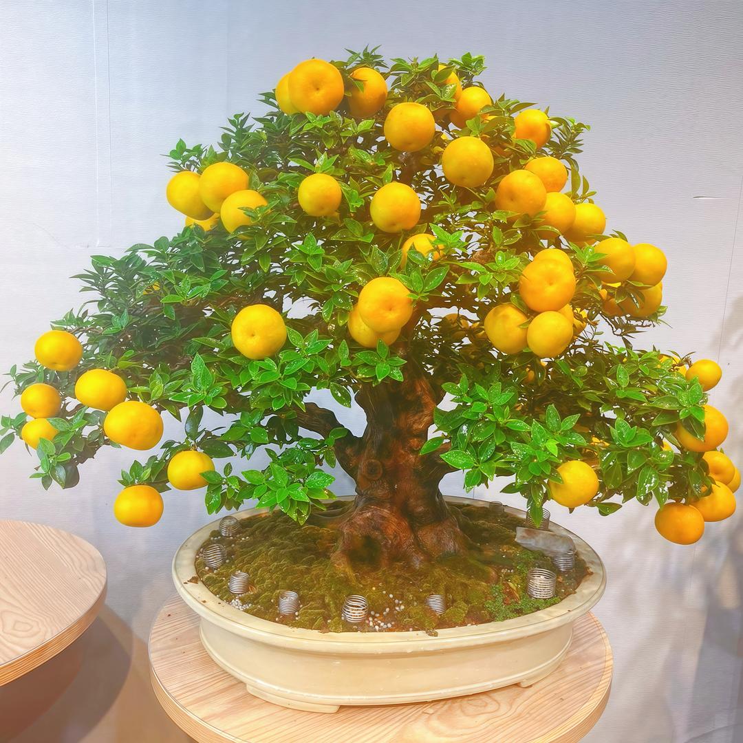 森林氧吧绿植店