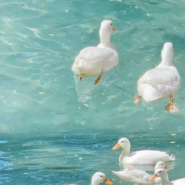 迪亚洛