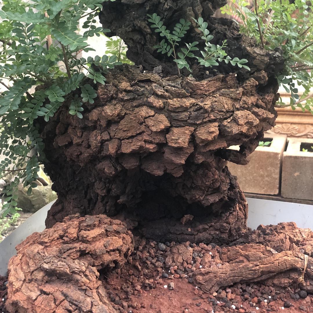 涛涛园艺
