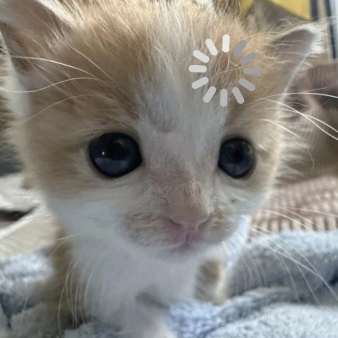 小猫不睡觉