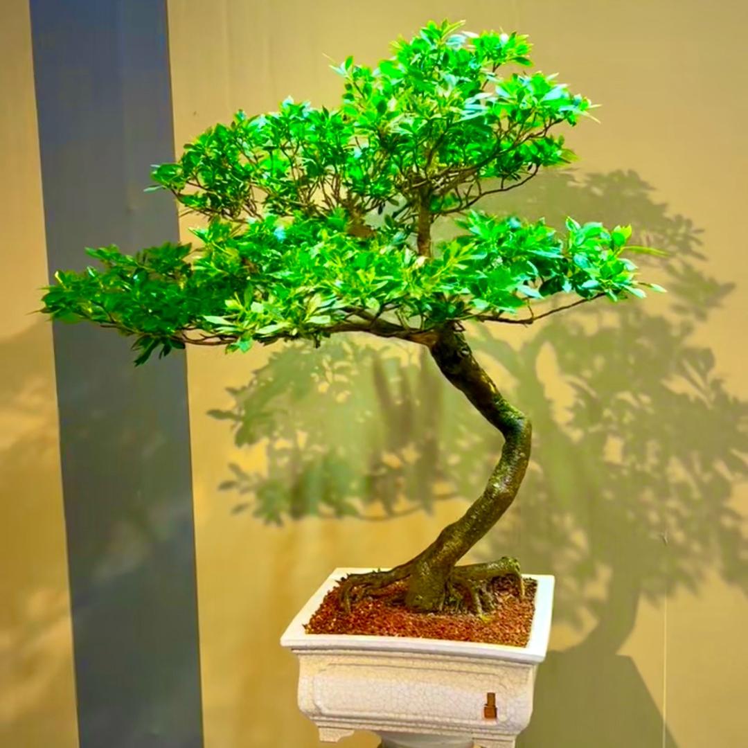 小黄春花绿植基地