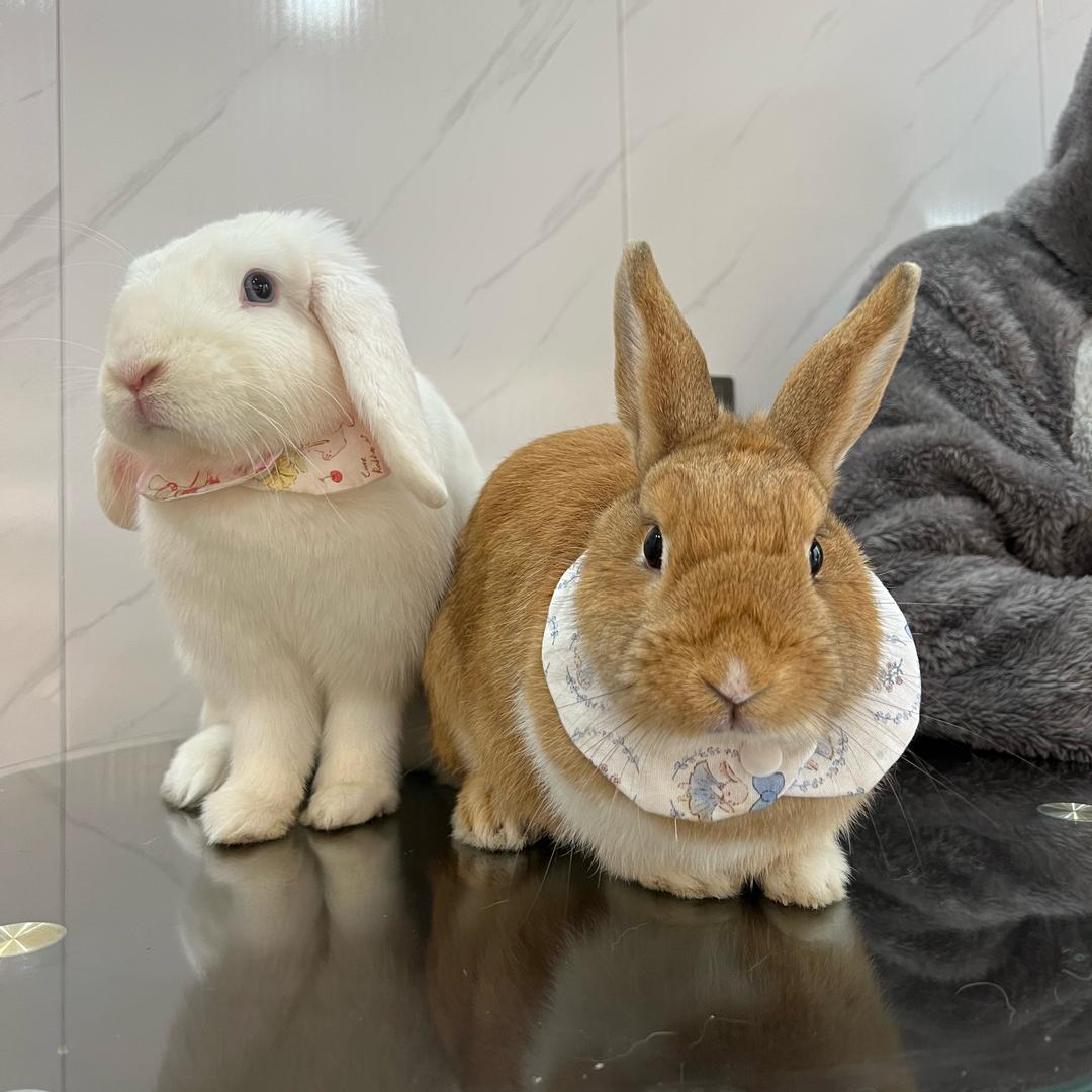 元宝是只暴躁兔🐰