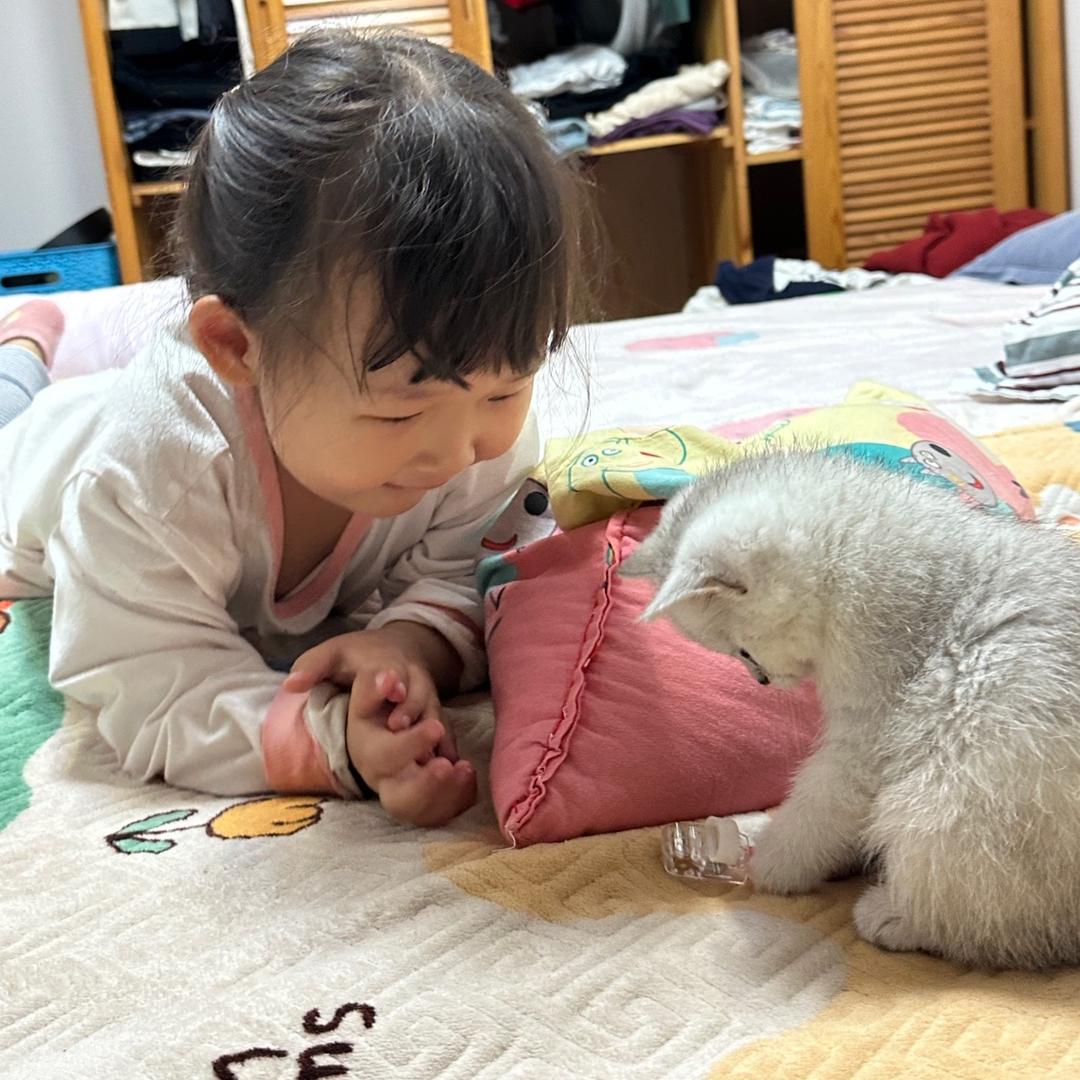 🪁萌猫宝贝