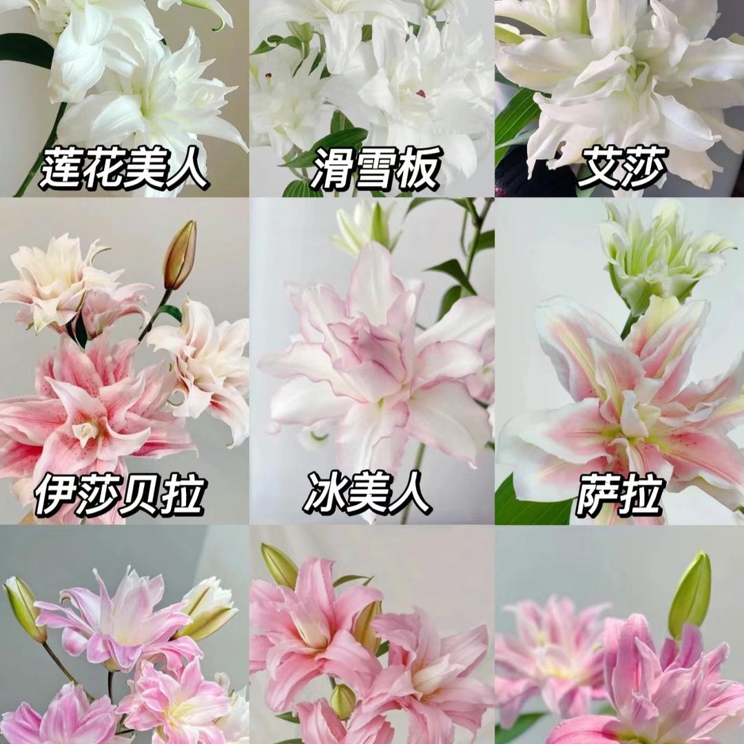 美宝花卉