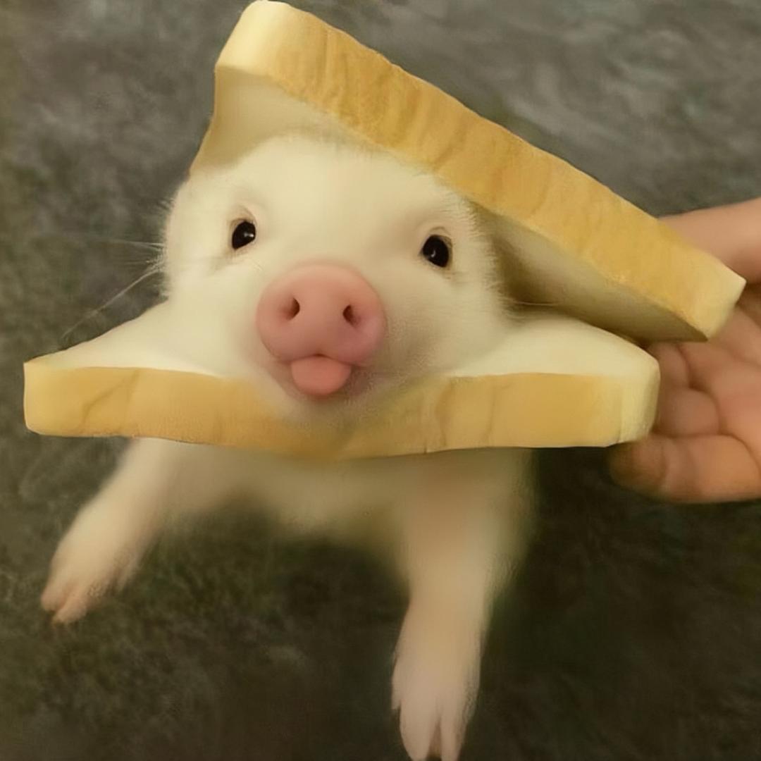 小喵喵