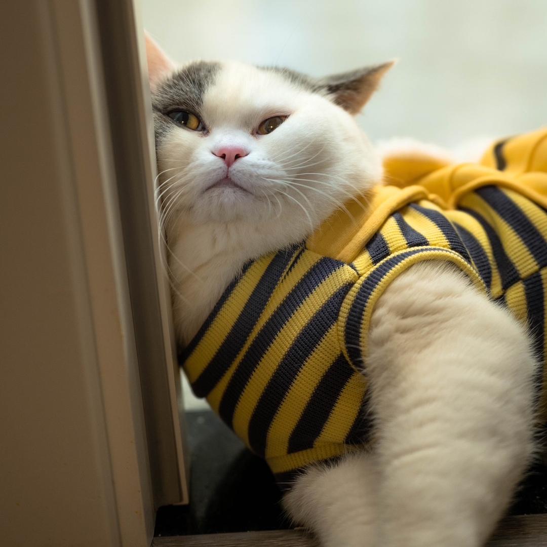 奶茶是个小可爱