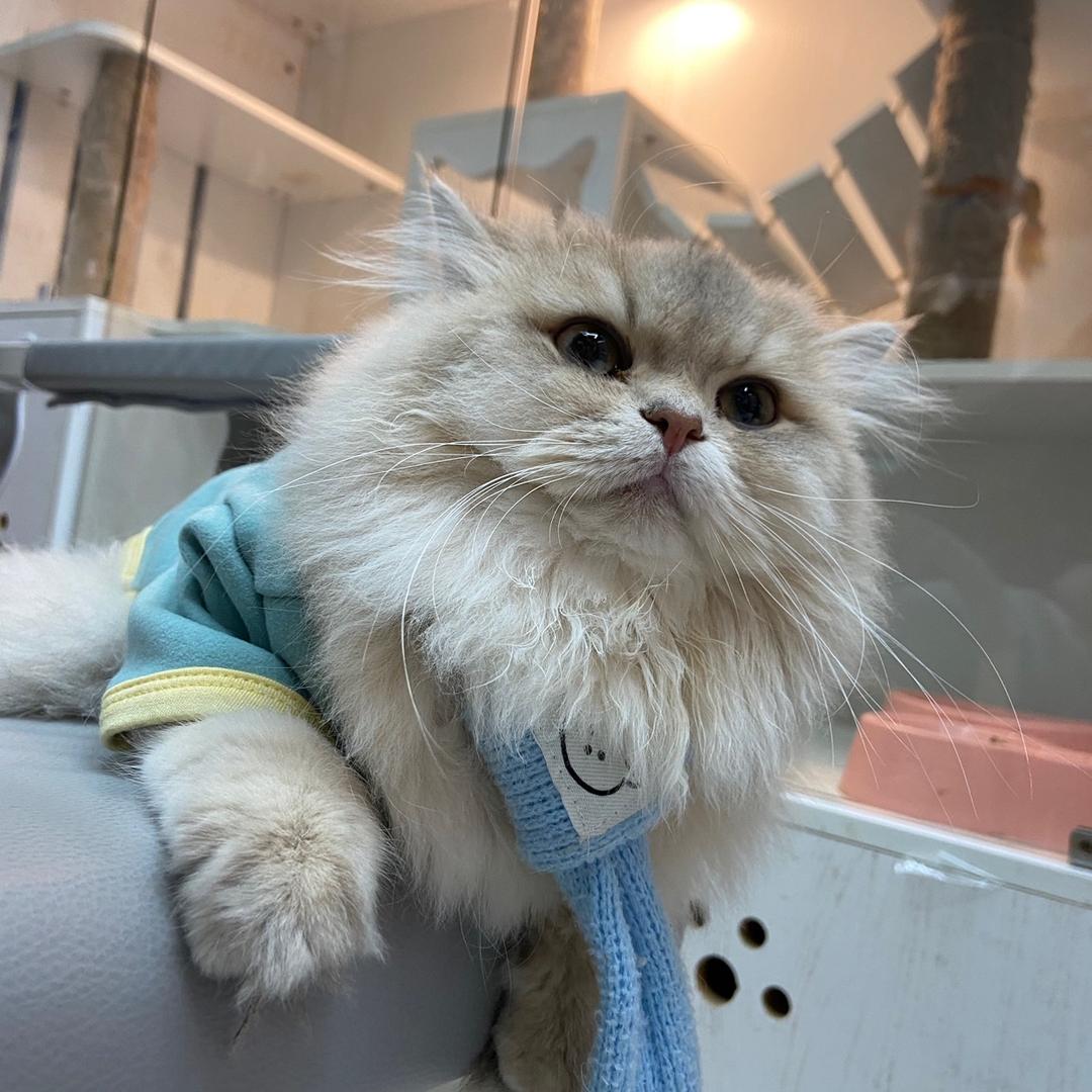 咕de猫咛官方号