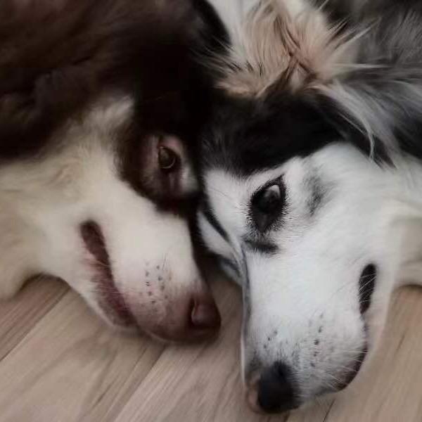 花卷&lucky