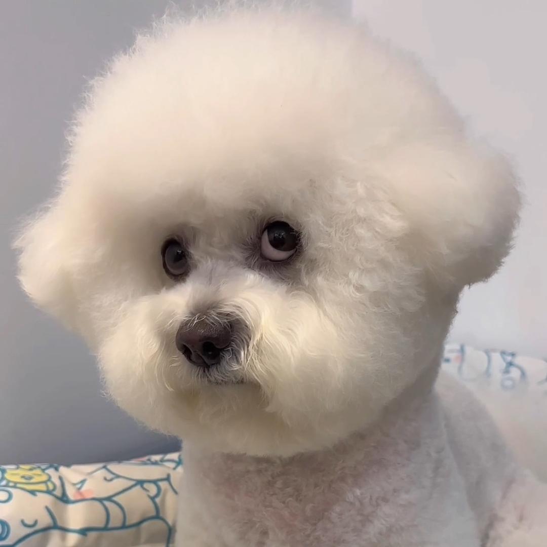蛋总不当狗