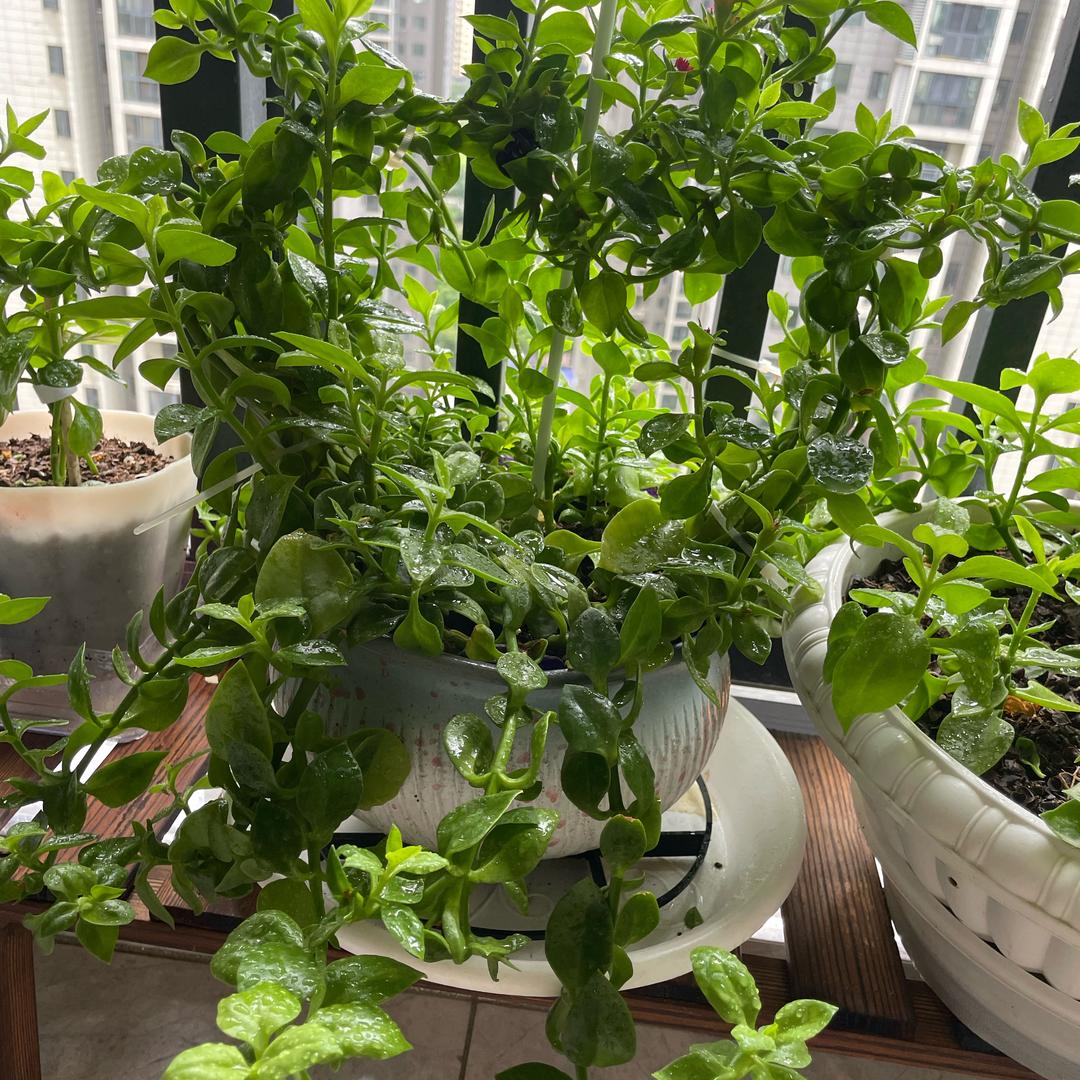 happy 的中年少女