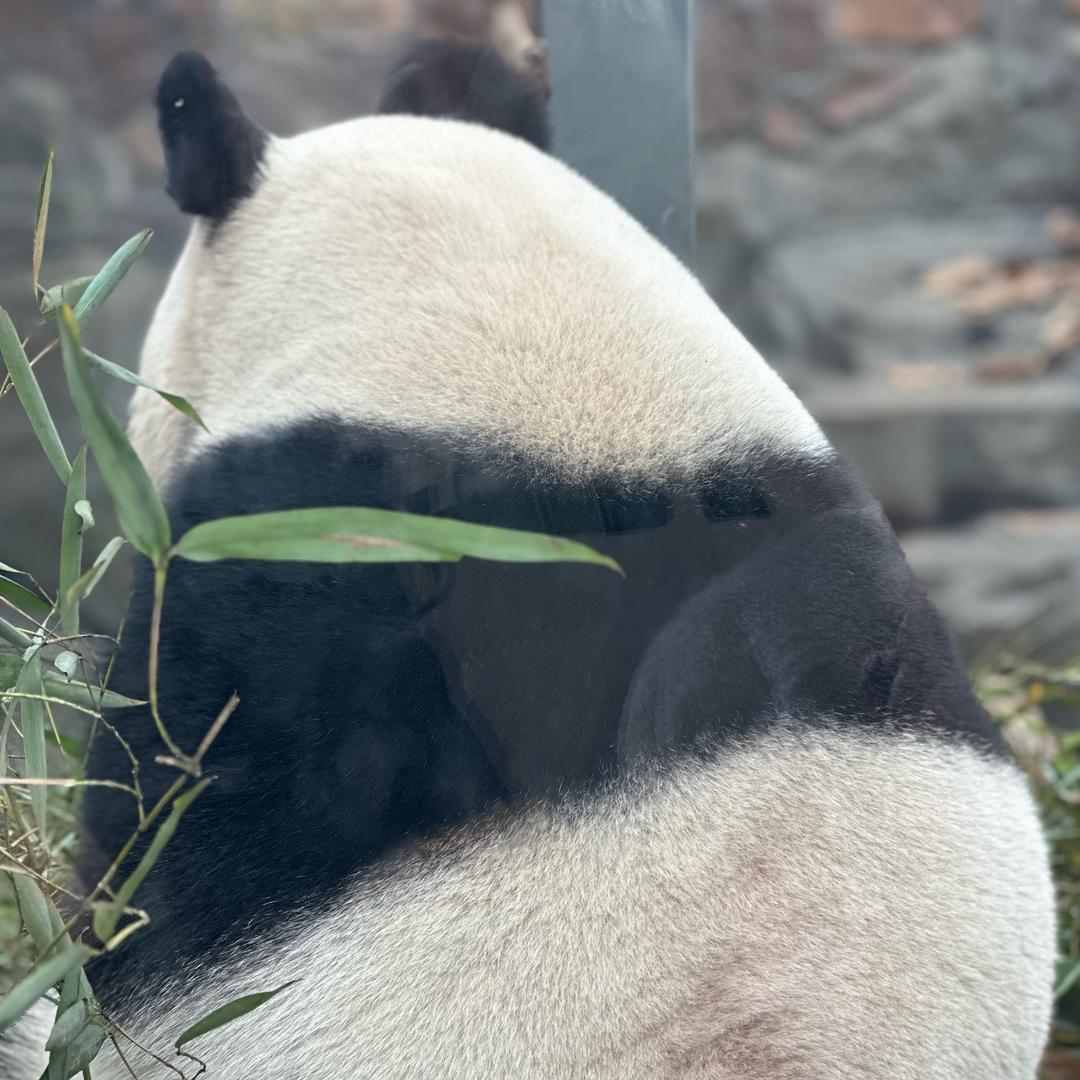 一只油大