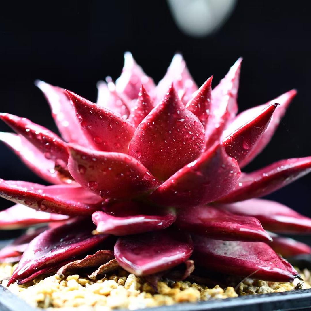 觅光里多肉种植园