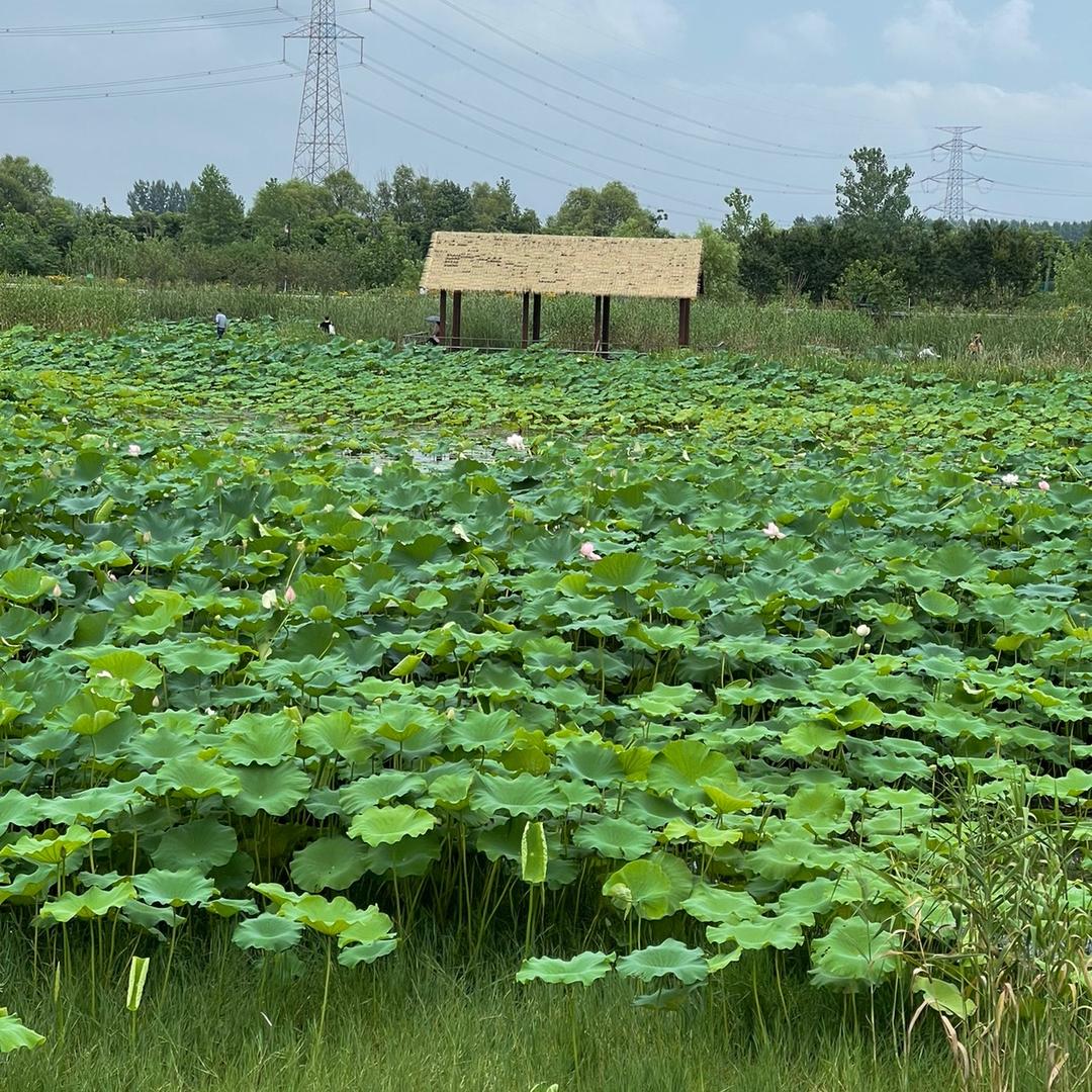 若雨潇寒（退）