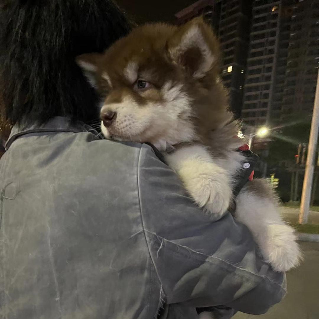 我家阿拉是个憨憨