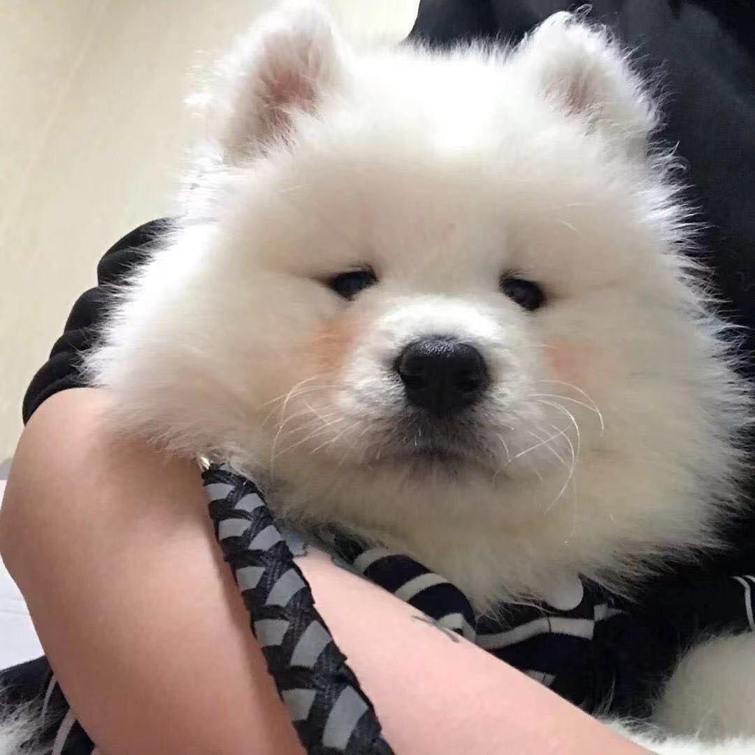 天霸宝