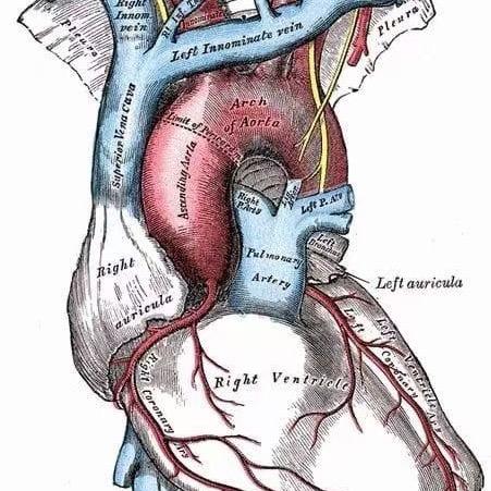 Follow the heart