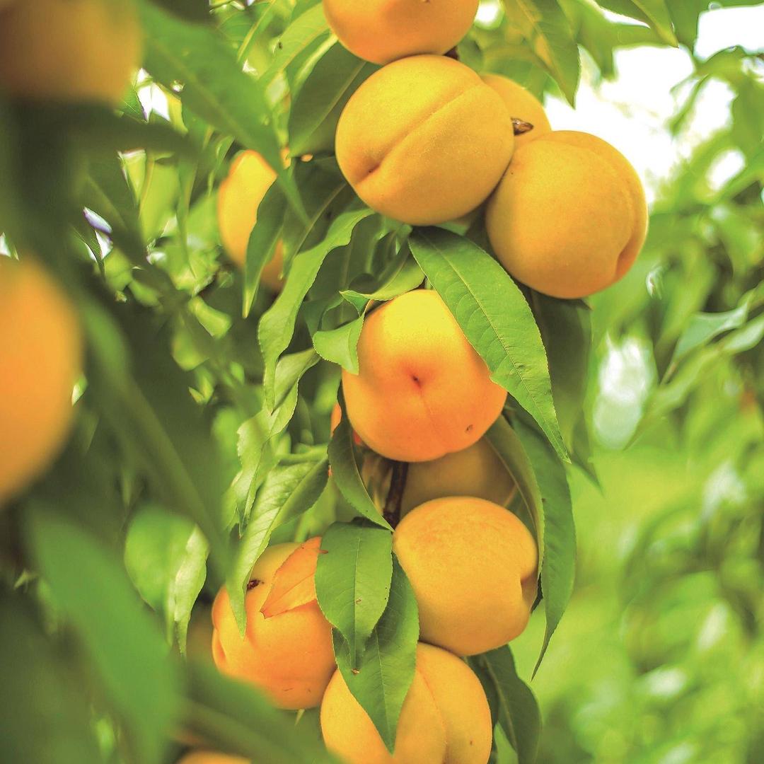 大学生返乡创业做水果