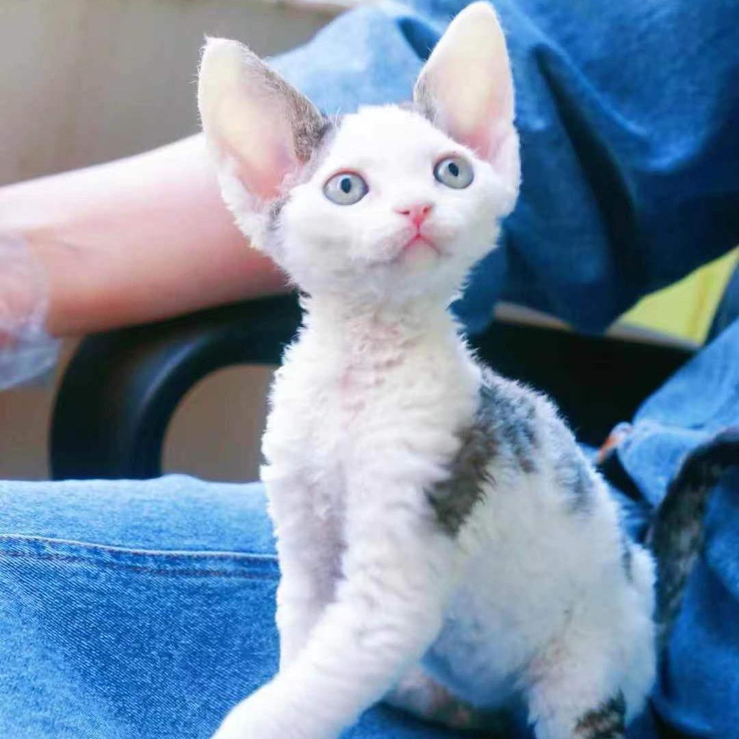咕噜猫