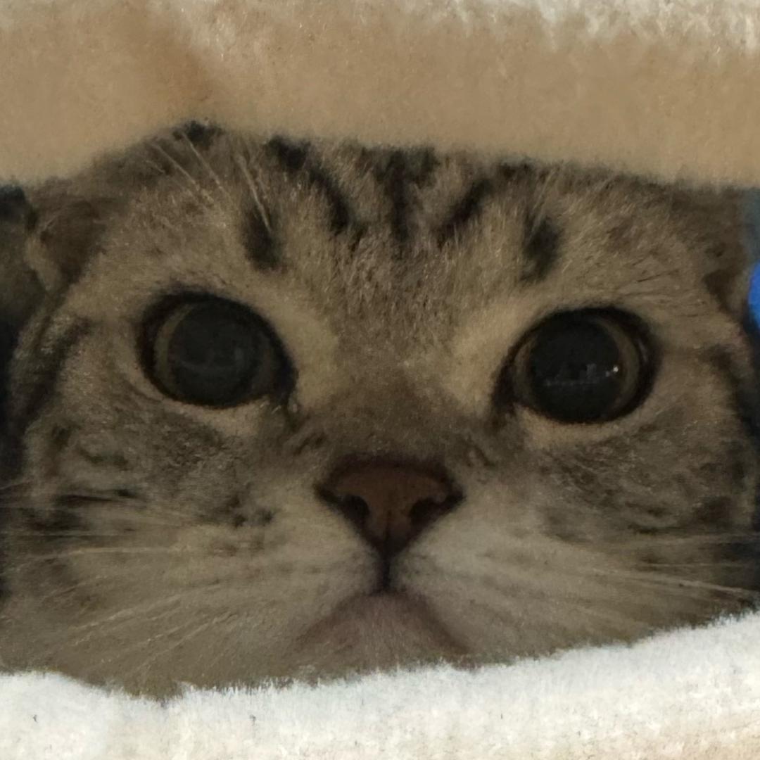 后港猫