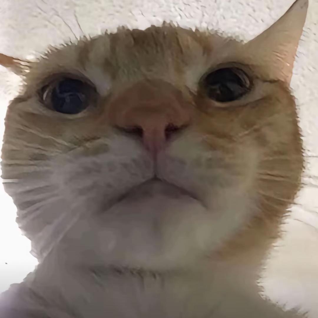小鱼
