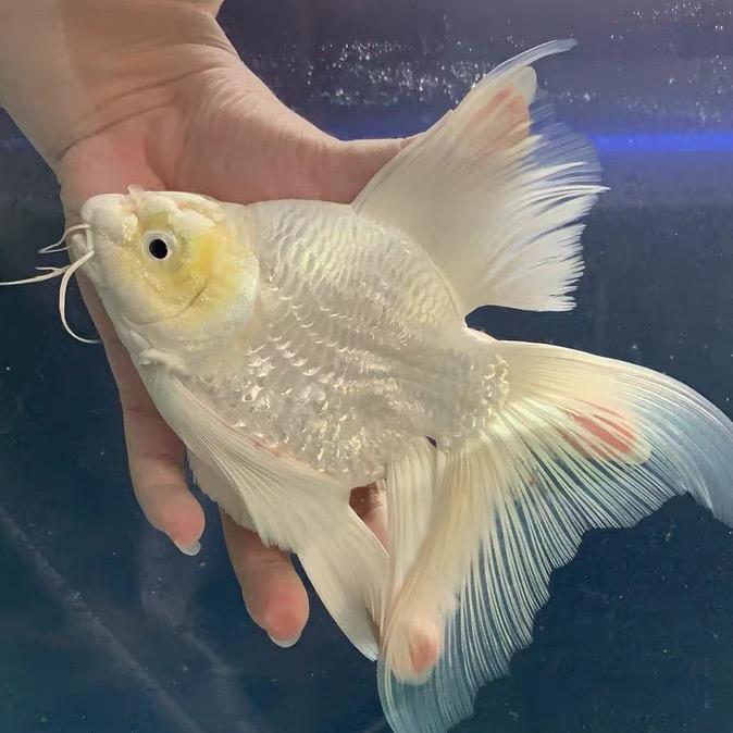 隆腾蝴蝶鲤水族馆