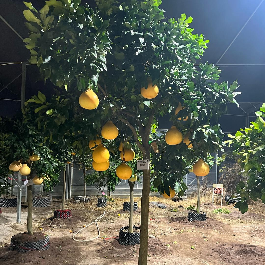 百果园果树基地