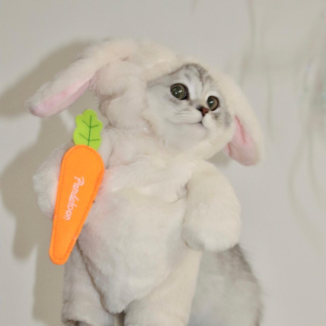 Karma Kitty 灵猫阁