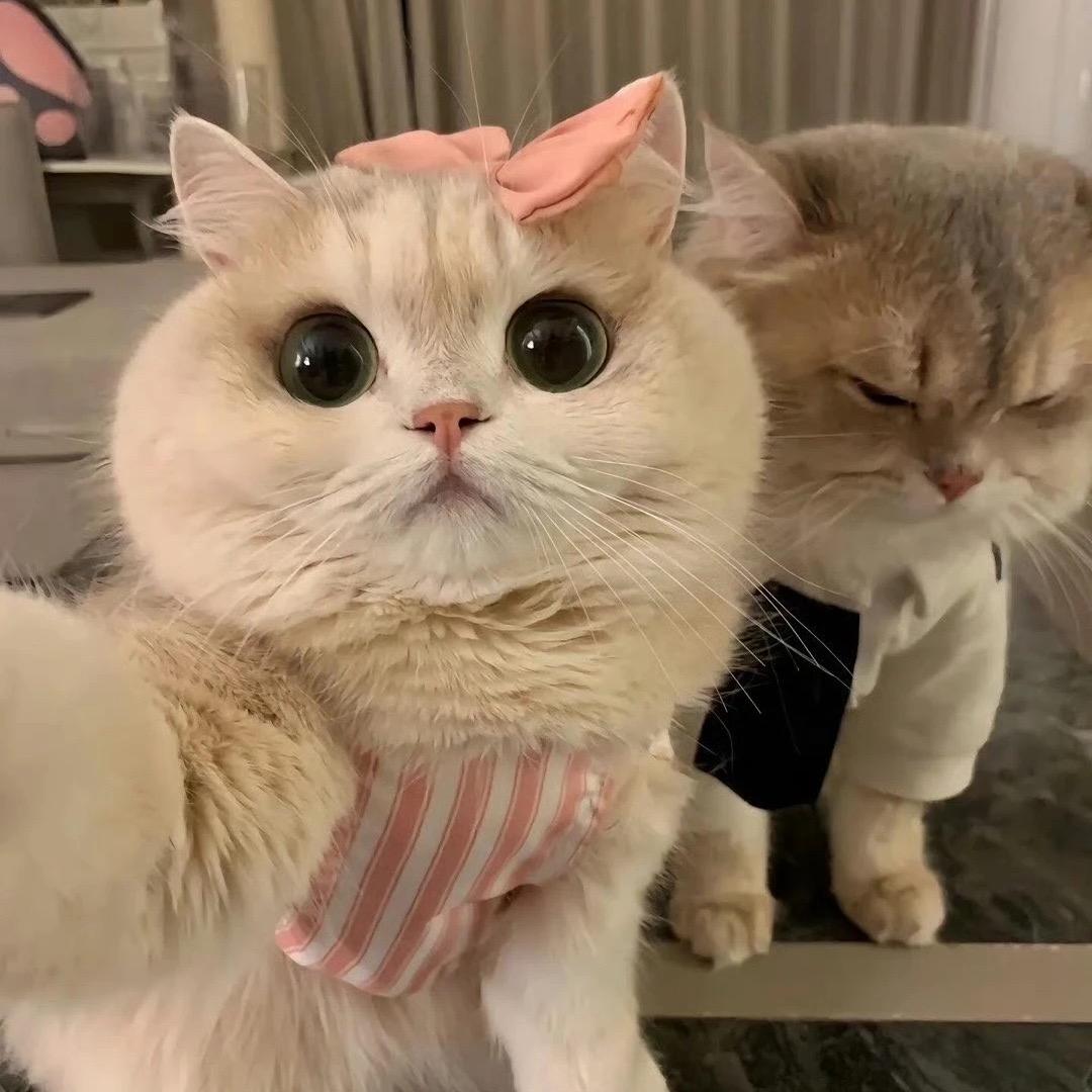 卡卡